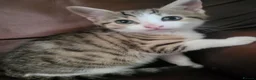 Mixed Breed cats for sale: 1 female left, beautiful bengal cross kitten.  - Advert 1