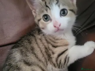 Mixed Breed cats 1 left! Ready now! Gorgeous bengal cross kittens. - Advert 3
