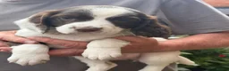 English Springer Spaniel dogs for sale: Springer Spaniel Puppies - Advert 4