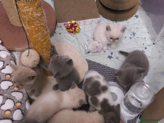 British Shorthair cats BSH 2 Males available - Advert 13