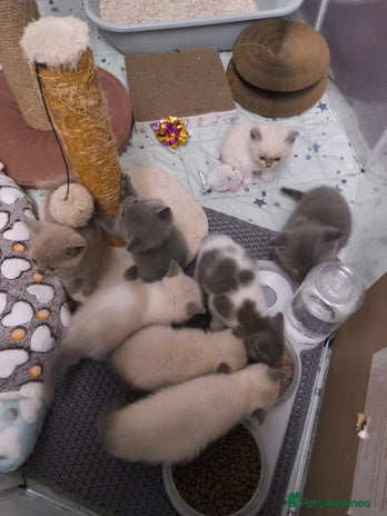 British Shorthair cats - Advert 15