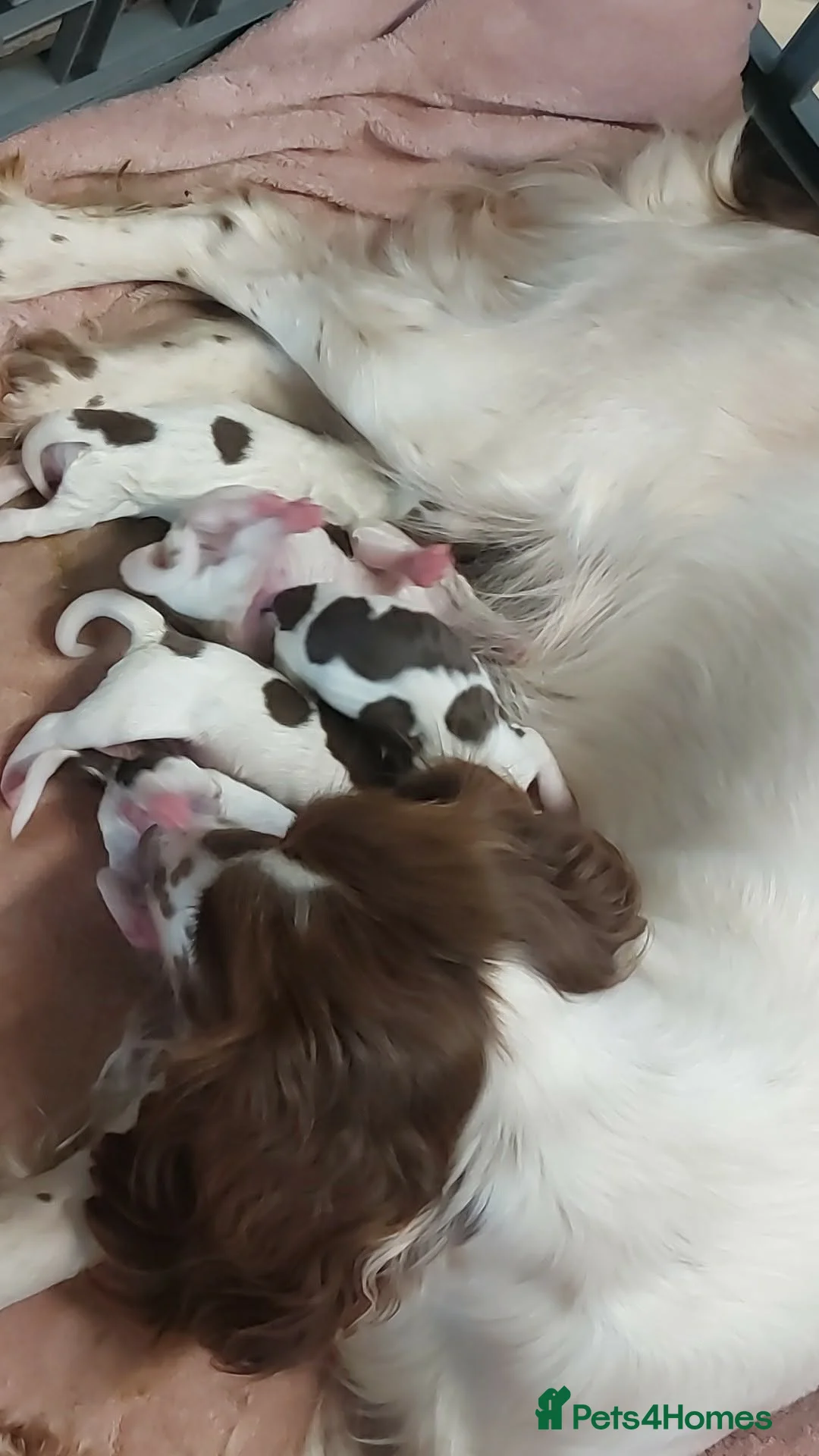 English Springer Spaniel dogs for sale: English springer spaniels in Bargoed - Advert 32