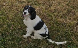 Cocker Spaniel dogs for sale: Cocker spaniel 7 months old needs rehoming  - Advert 1