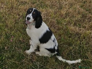 Cocker Spaniel dogs Cocker spaniel 7 months old needs rehoming - Advert 1