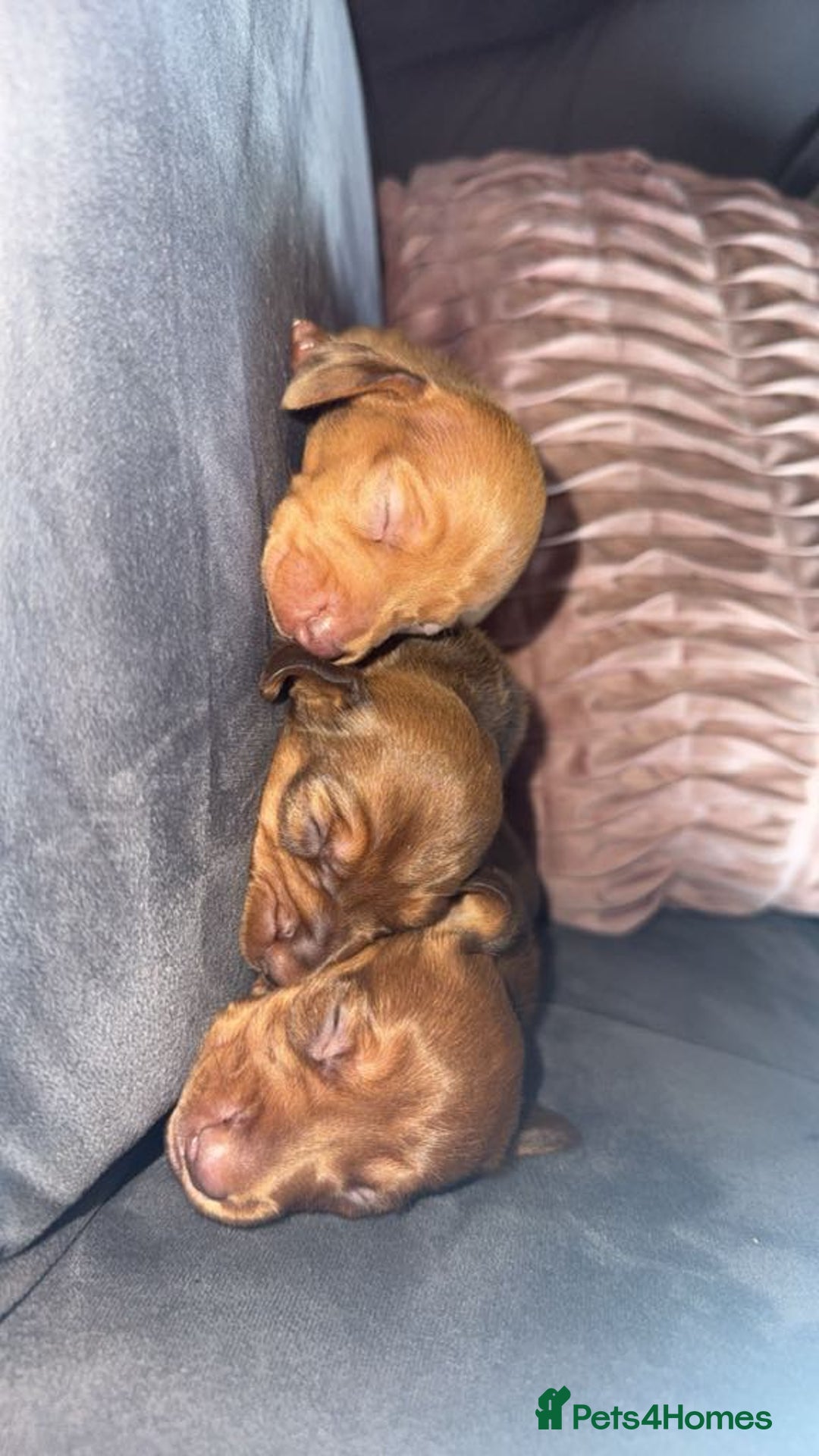 Miniature Dachshund dogs for sale: 3 gorgeous miniature daschunds - Image 12