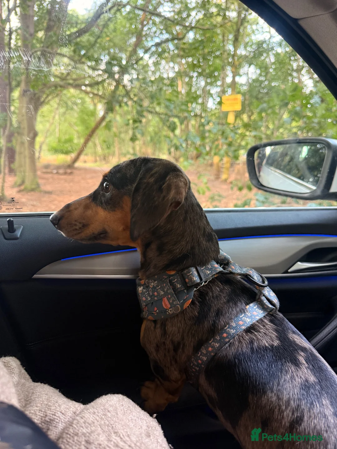 Dachshund dogs for stud: Black and Tan Silver Dapple Dachshund for Stud! - Advert 2