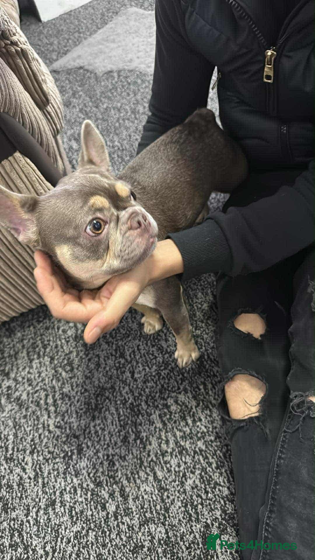 French Bulldog dogs for sale: French buldog - Advert 3