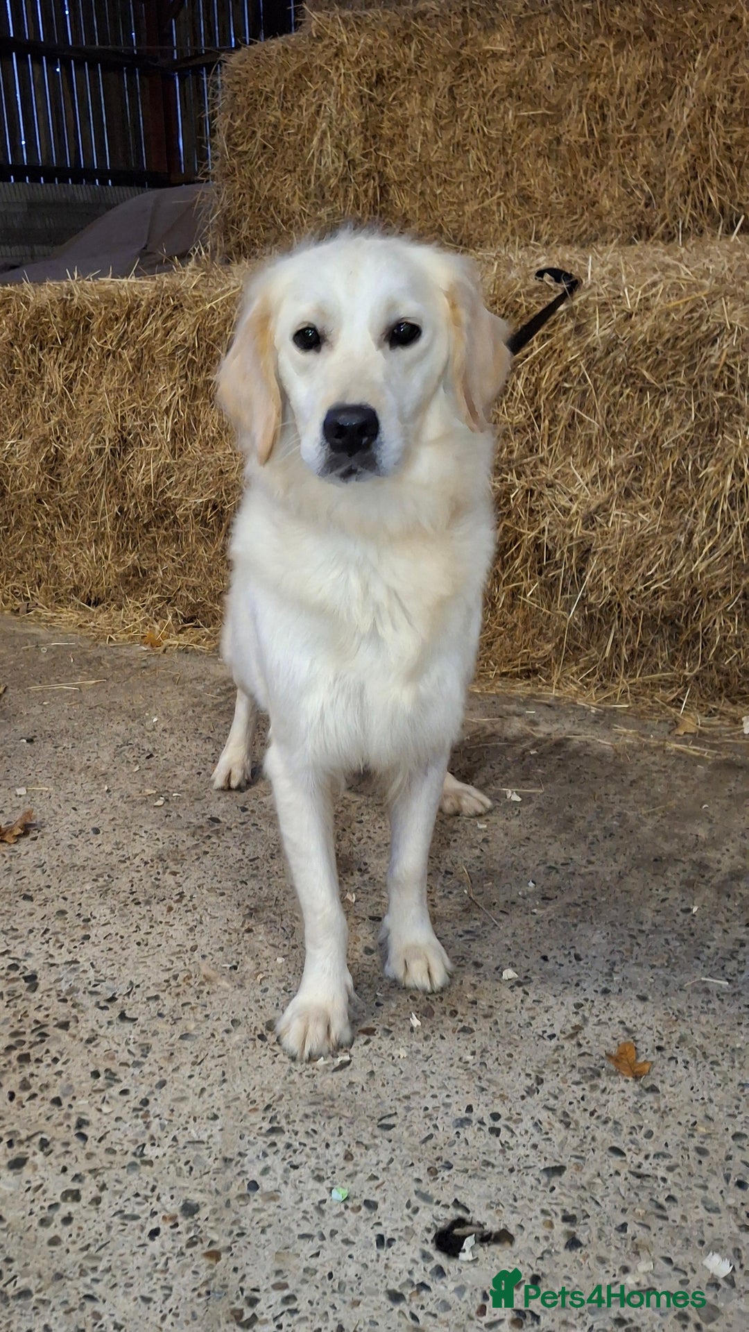 Golden Retriever dogs for sale: Kc, health tested, show type, golden retrievers. - Advert 13