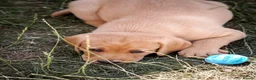 Labrador Retriever dogs for sale: Elite Litter: KC Registered Fox Red Labrador Pups - Advert 27