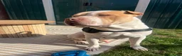 Mixed Breed dogs for sale: REHOMING in Exeter - Advert 7