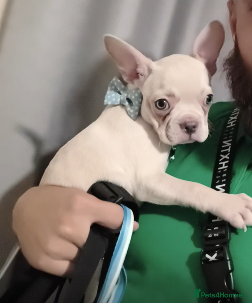 French Bulldog dogs Stunning 4months Beige French Bulldog - Blue Eyes! - Advert 1