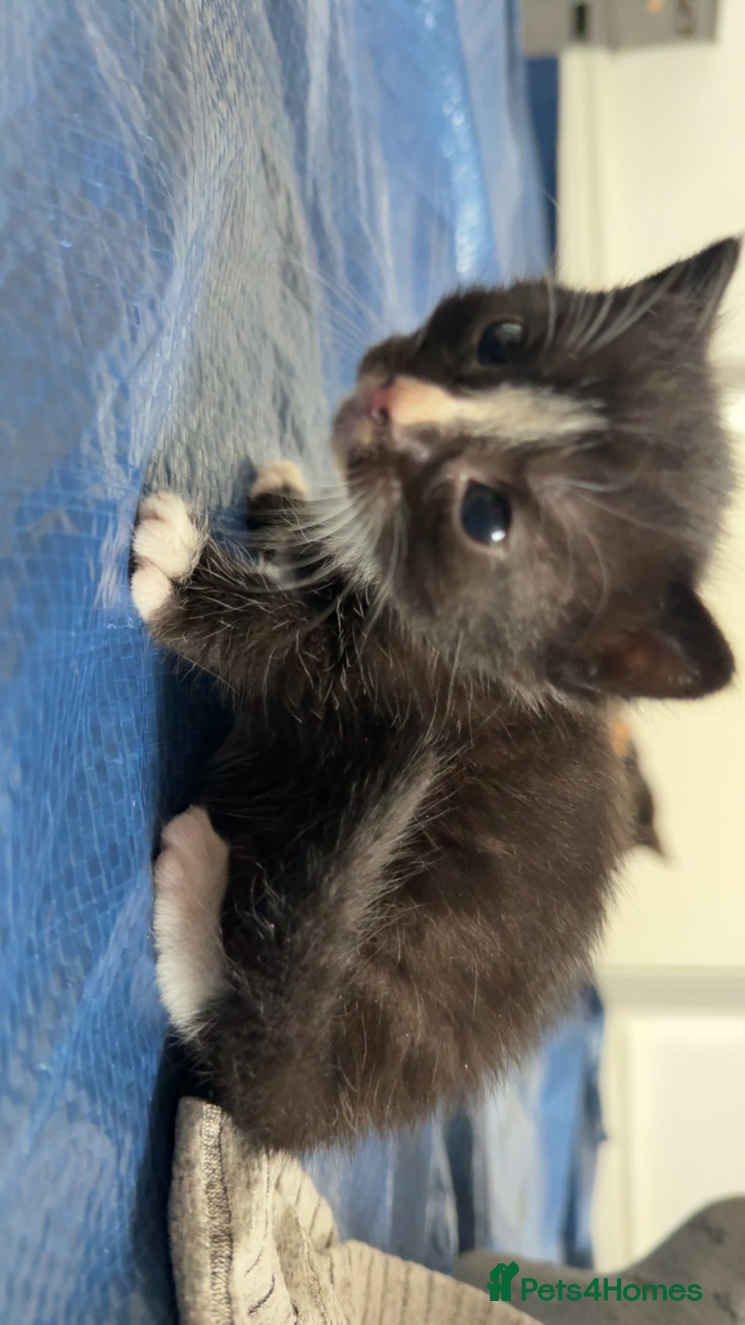 Domestic Shorthair cats for sale: 6 beautiful babies 5 boys and 1 girl - Image 22