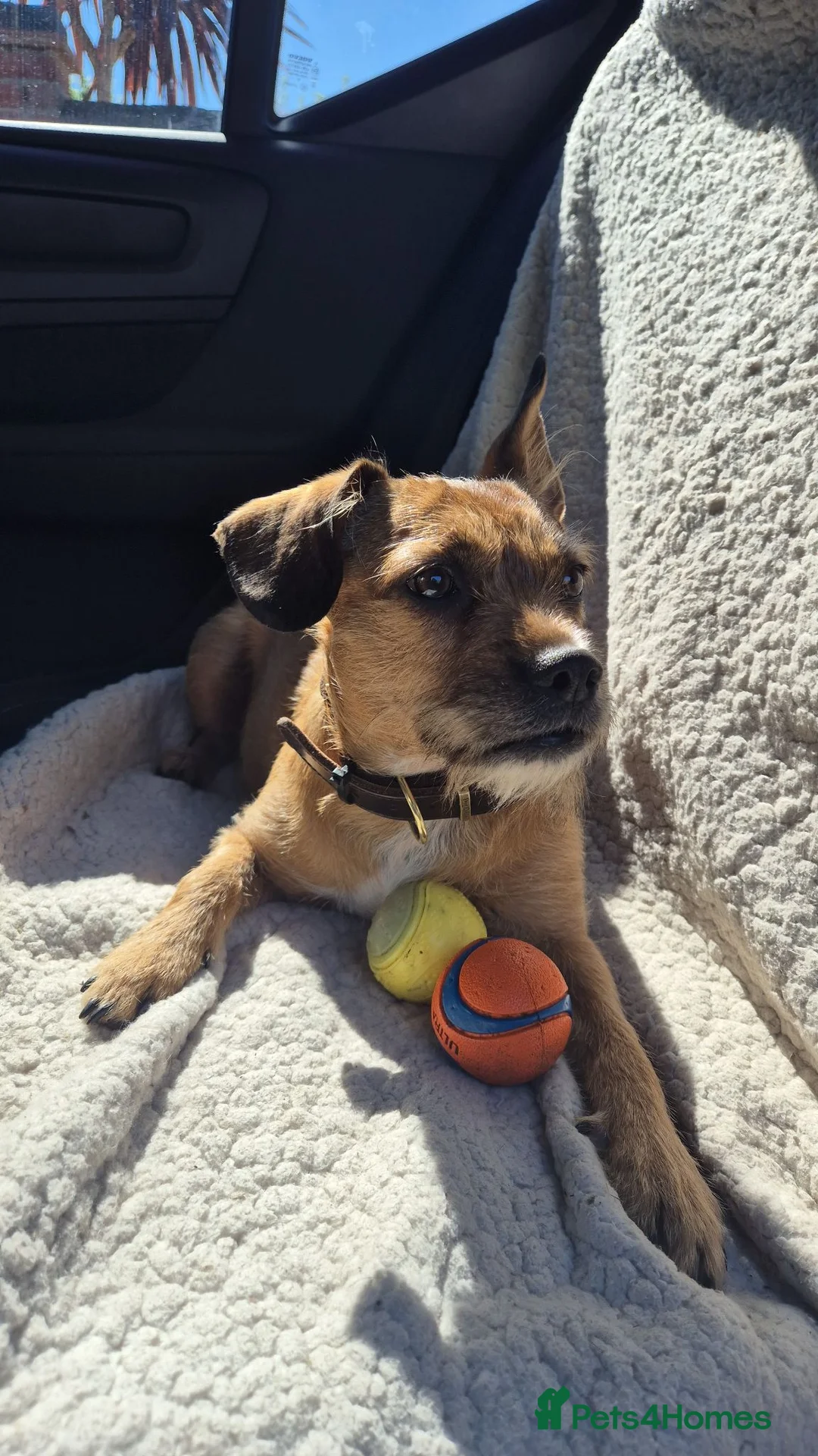 Mixed Breed dogs for sale: Border / Parson terrier mix puppies in Norwich - Advert 1