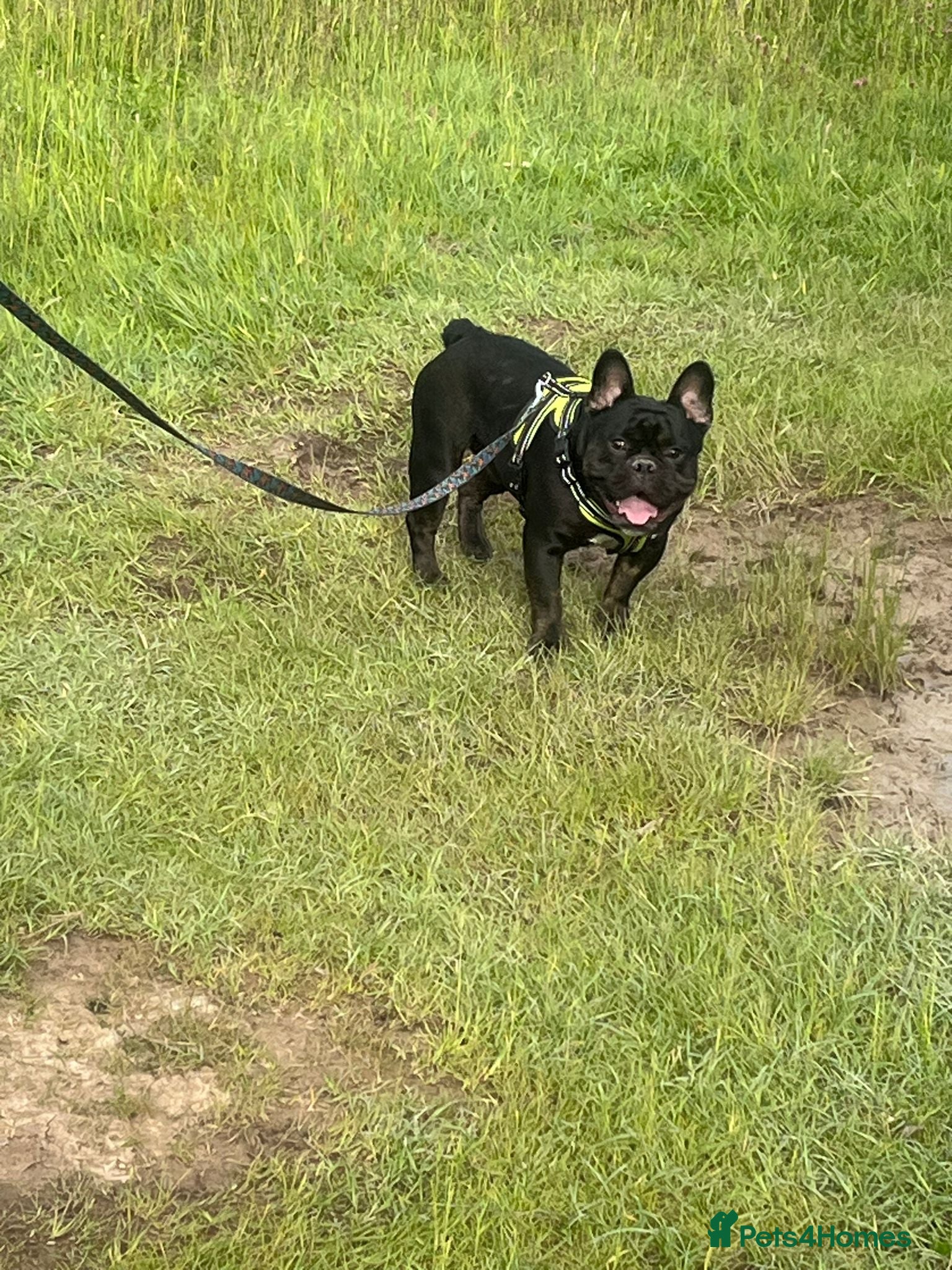 French Bulldog dogs Male French bulldog - Advert 9