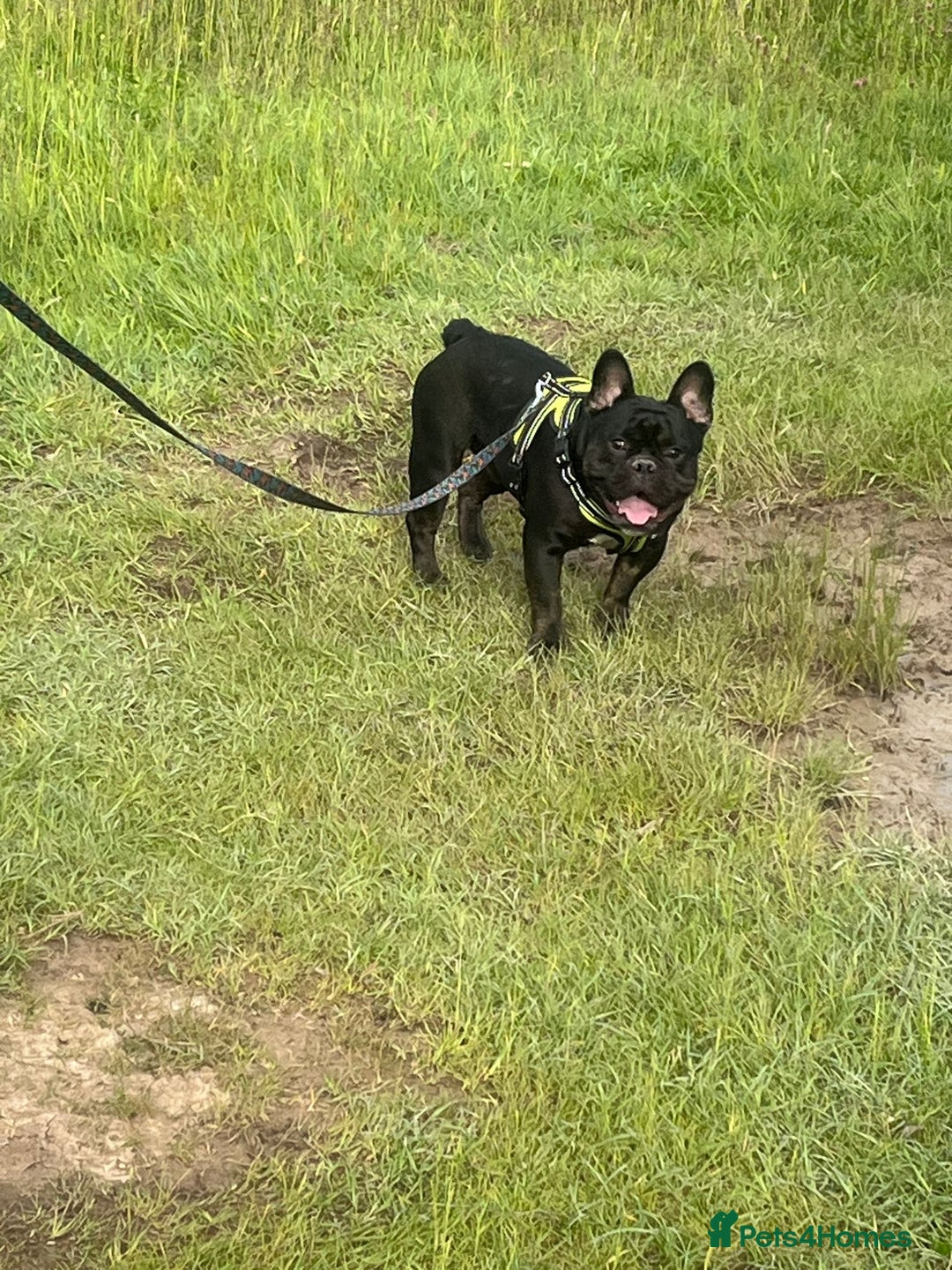 French Bulldog dogs for sale: Male French bulldog - Advert 5