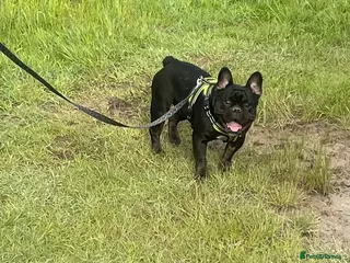 French Bulldog dogs Male French bulldog - Advert 10