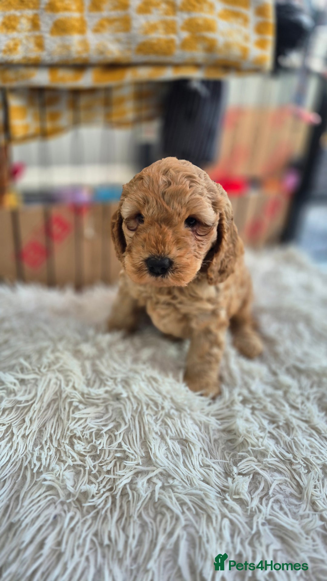 Mixed Breed dogs for sale: (Mum) Miniture aust labradoodle (dad) cockapoo - Advert 5