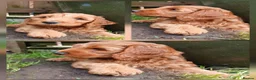 Cockapoo dogs for sale: F2 Cockapoos  - Advert 3