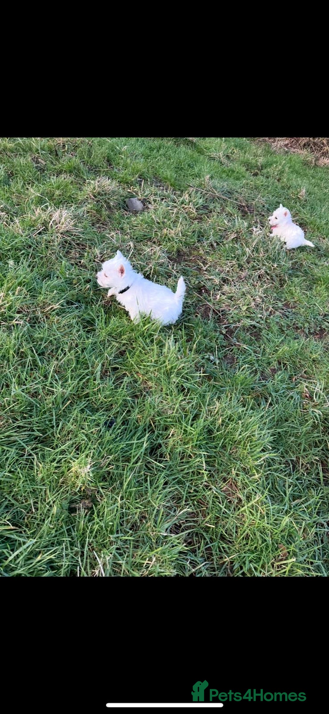 West Highland Terrier dogs for sale: West Highland Terrier Pups - Advert 4