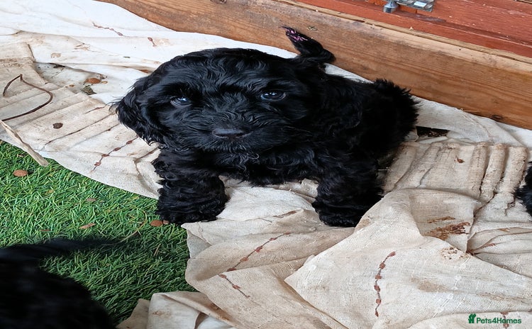 Cockapoo dogs - Advert 1