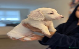 Miniature Dachshund dogs for sale: 4 MINIATURE DACHSHUND PUPPIES 🤍  - Advert 13