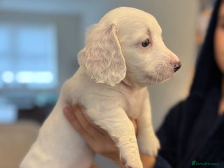 Miniature Dachshund dogs - Advert 15