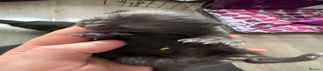 Mixed Breed Kitten 2