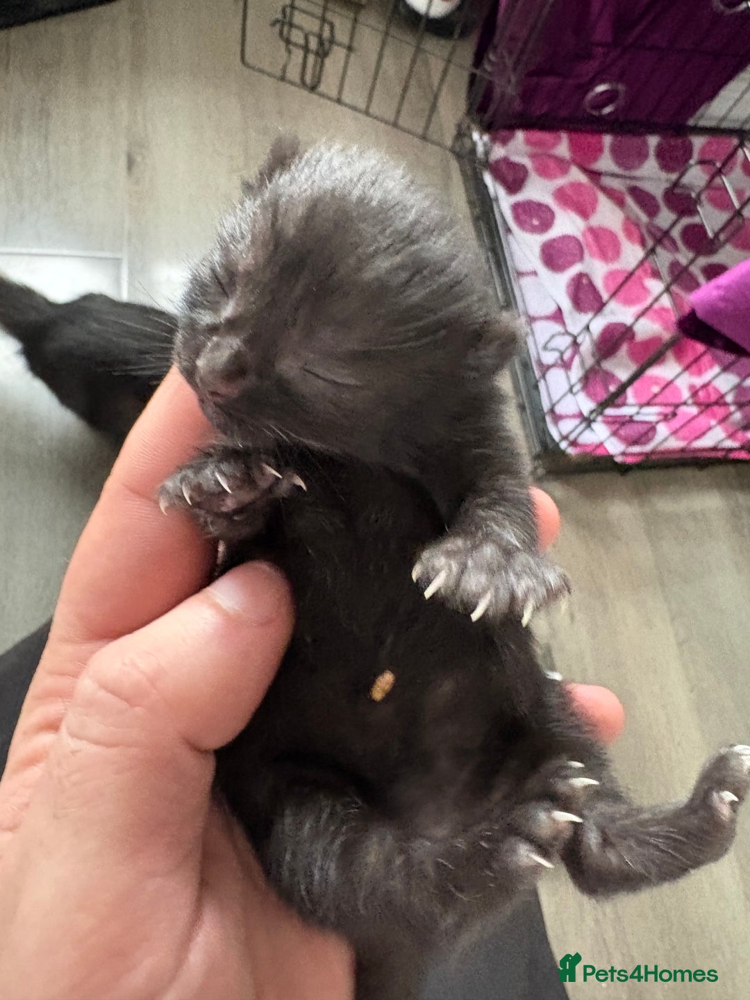 Mixed Breed cats for sale: Adorable Litter of Kittens ready for  🎄🐾 — £150 - Advert 7