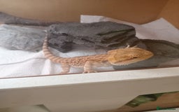Bearded Dragon reptiles for sale: Beautiful baby is looking for forever home  - Image 3