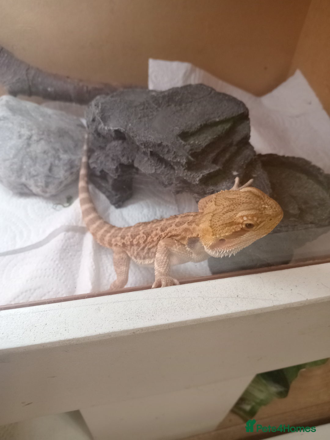 Bearded Dragon reptiles for sale: Beautiful baby is looking for forever home  - Image 3
