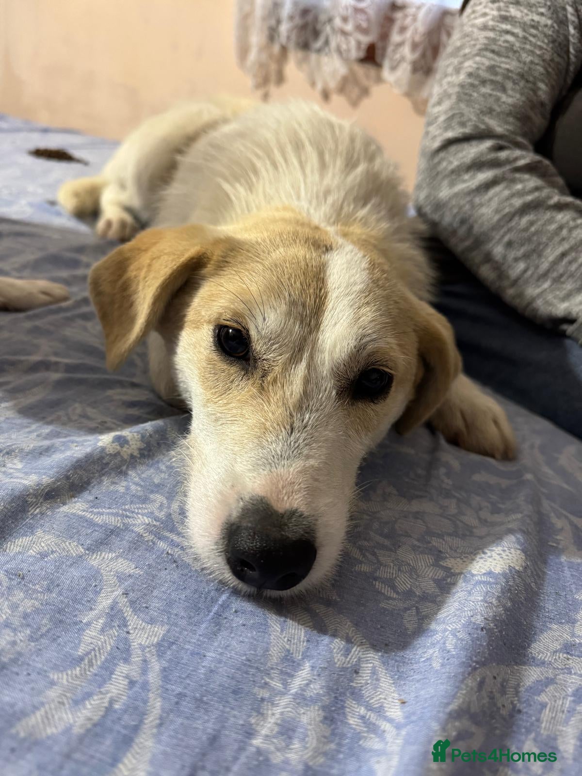 Mixed Breed dogs 🐾❄️ NEVE – The Gentle Little Snowdrop ❄️🐾 - Advert 1