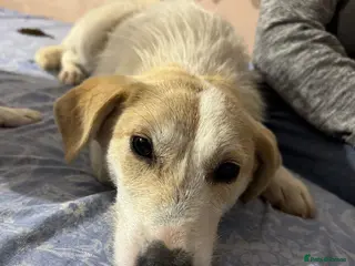 Mixed Breed dogs 🐾❄️ NEVE – The Gentle Little Snowdrop ❄️🐾 - Advert 1