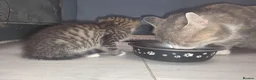 Mixed Breed cats for sale: Kittens - Advert 5