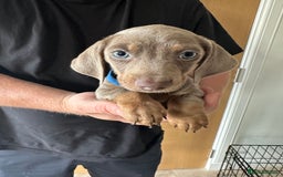 Miniature Dachshund dogs for sale: Miniature dachshund puppies  - Image 6