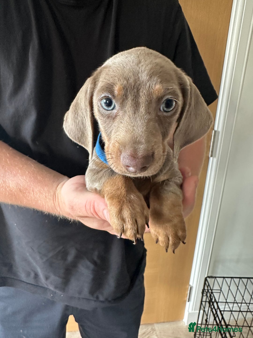 Miniature Dachshund dogs for sale: Miniature dachshund puppies  - Image 6