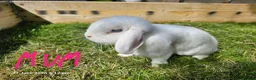 Mixed Breed rabbits for sale: Mini Lop / Rex Babies - Advert 9
