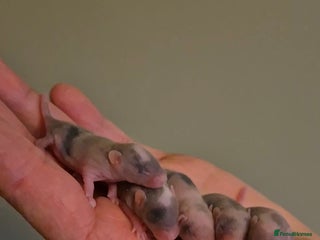 Mouse rodents Fancy mice looking for homes - Advert 5