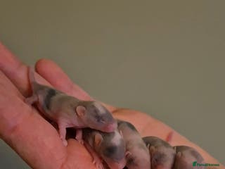 Mouse rodents Fancy mice looking for homes - Advert 6