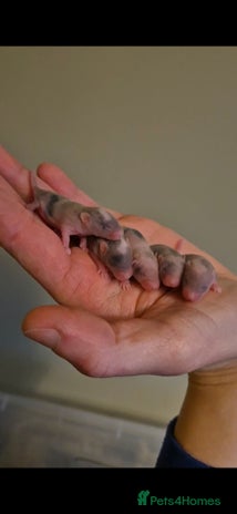 Mouse rodents Fancy mice looking for homes - Advert 1