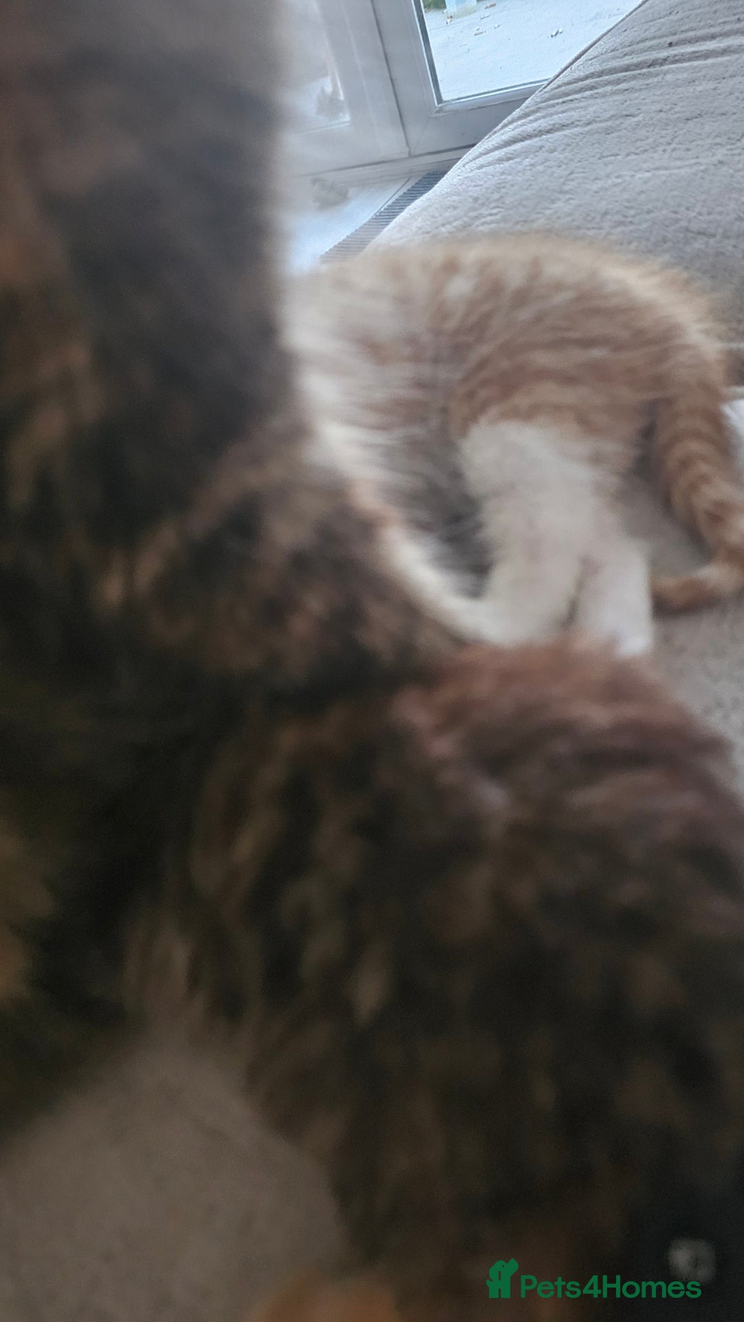 Mixed Breed cats for sale: Mixed kittens x 3  - Image 6