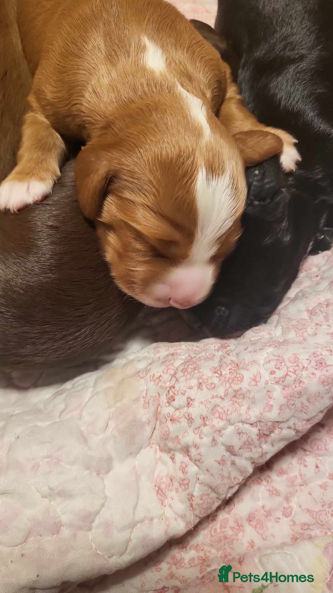 Cocker Spaniel dogs for stud: For stud - Image 3