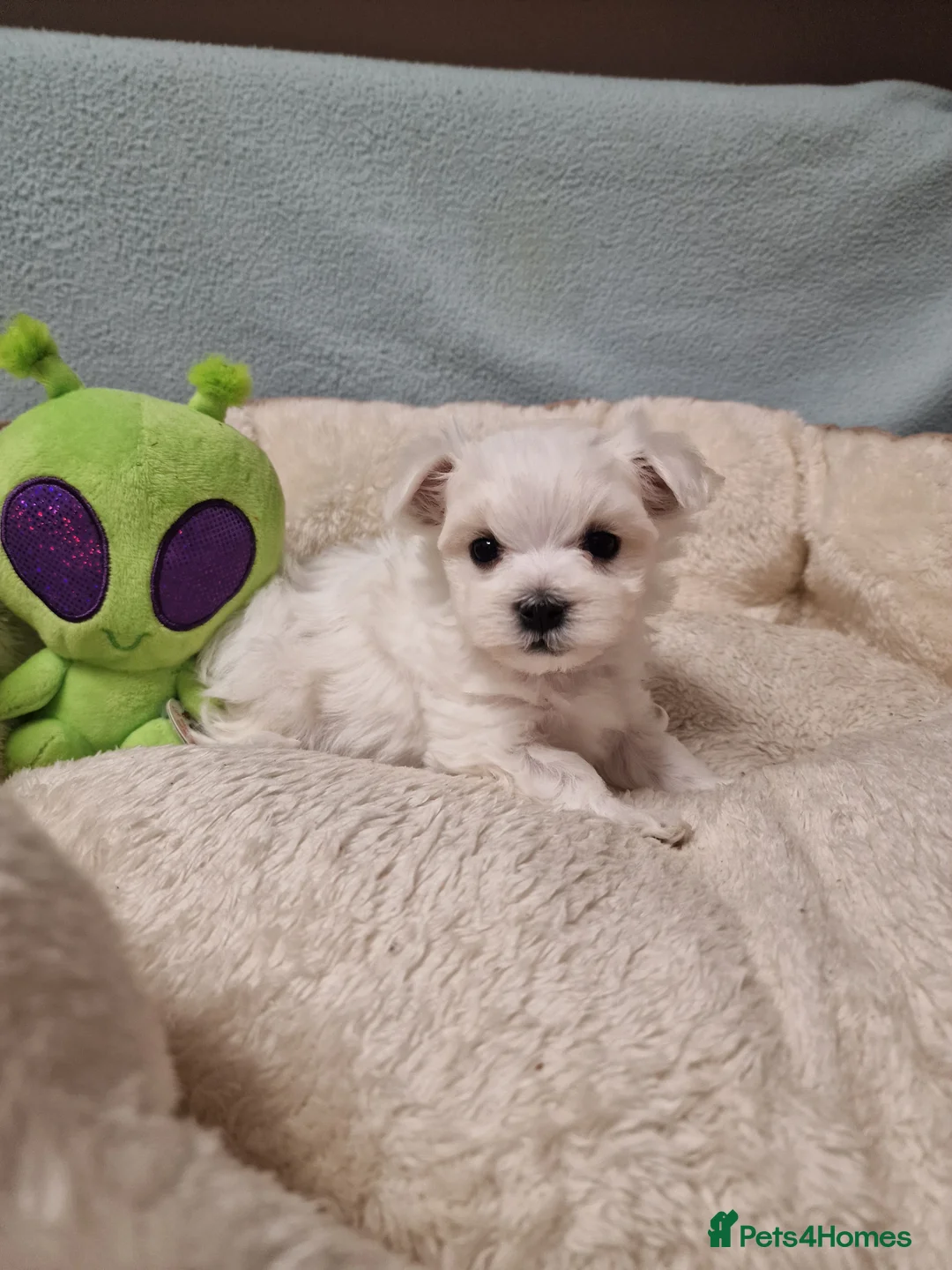 Maltese dogs for sale: Korean Maltese puppies for adoption - Advert 12