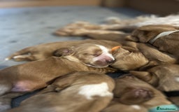 Cocker Spaniel dogs for sale: Stunning Show type Cocker Spaniels - Image 6