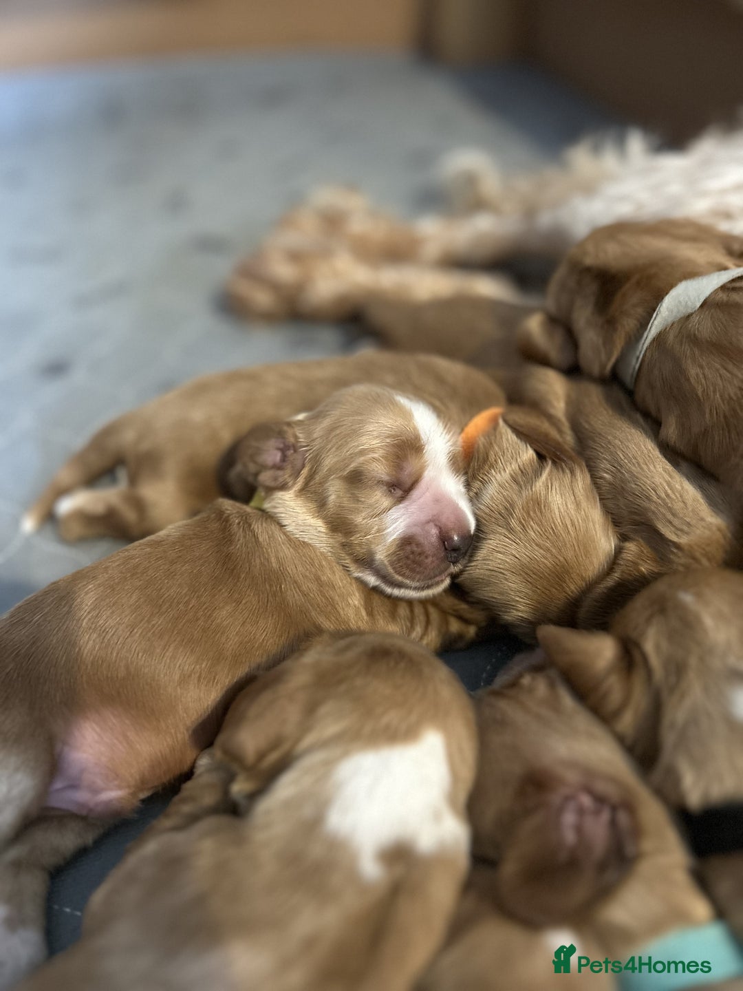 Cocker Spaniel dogs for sale: Stunning Show type Cocker Spaniels - Image 6