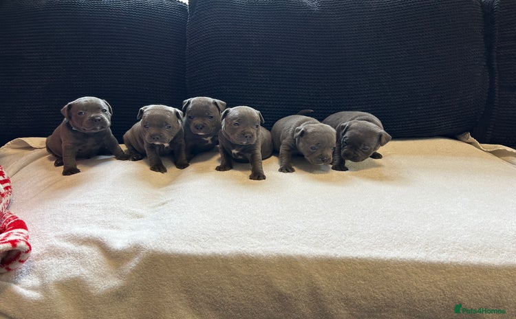 Staffordshire Bull Terrier dogs - Advert 1