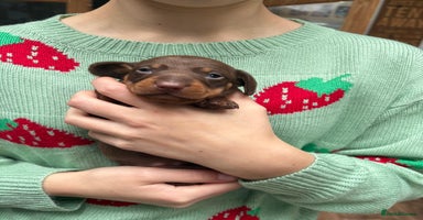 Miniature Dachshund dogs - Advert 16