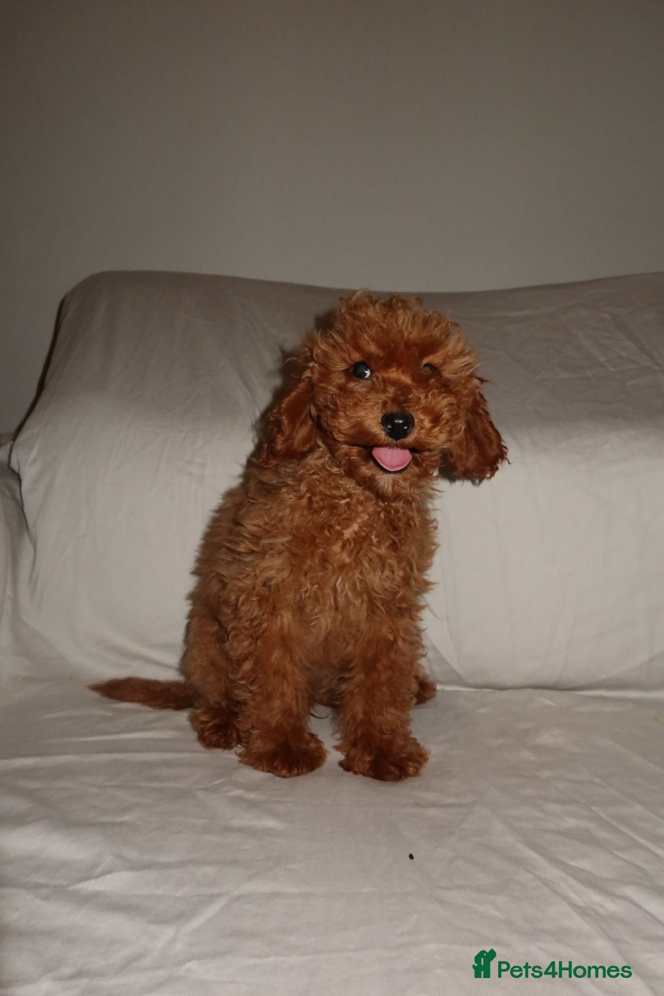 Toy Poodle dogs Toy poodle puppies  - Advert 2