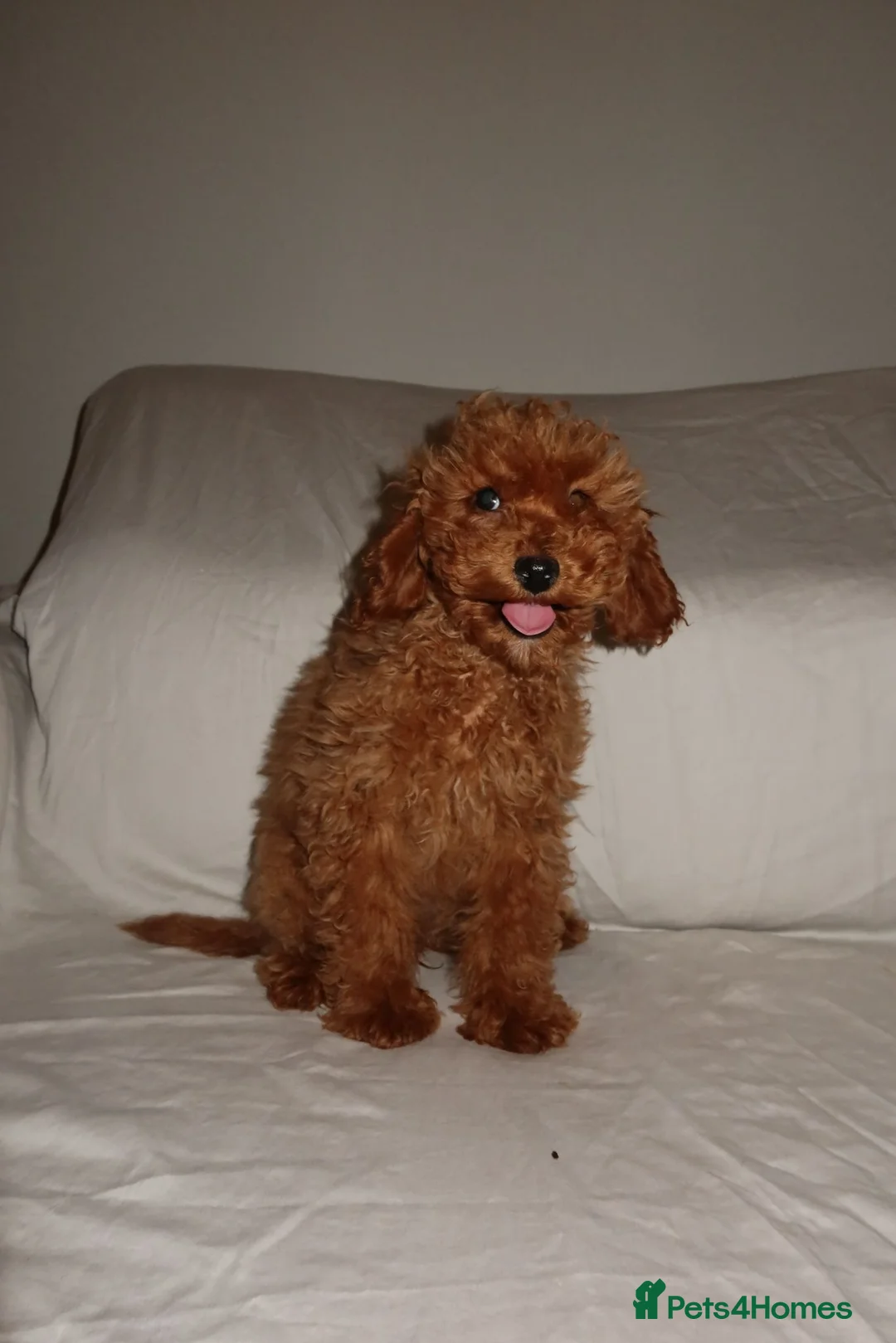 Toy Poodle dogs for sale: Toy poodle puppies  in Yarm - Advert 2