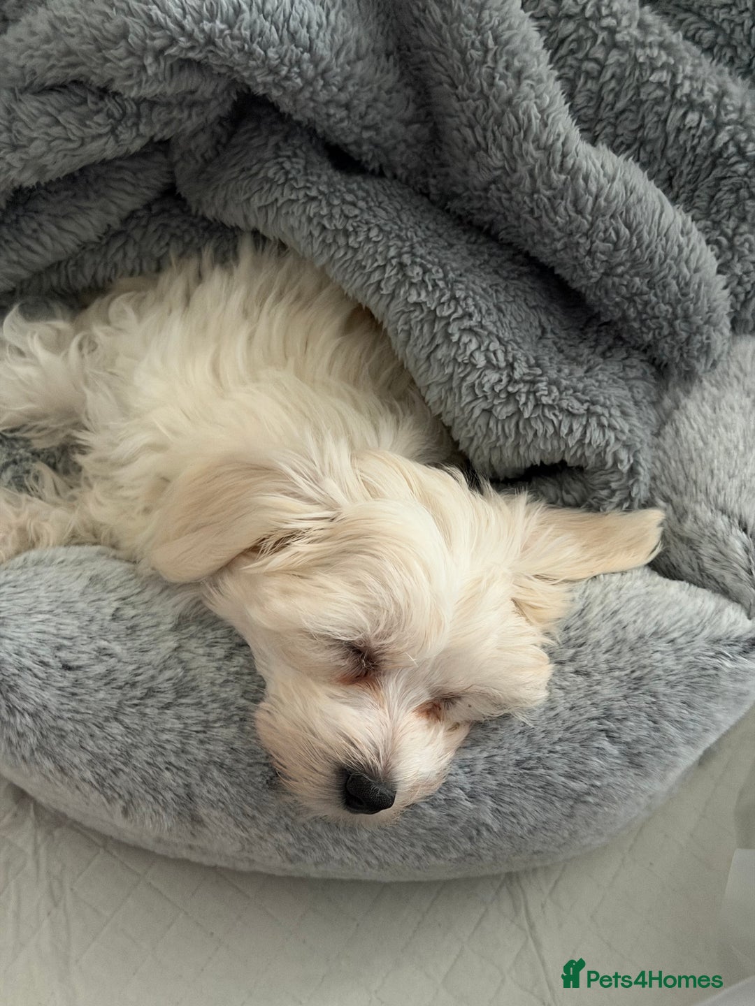 Maltese dogs for sale: Beautiful Maltese girl  - Advert 4