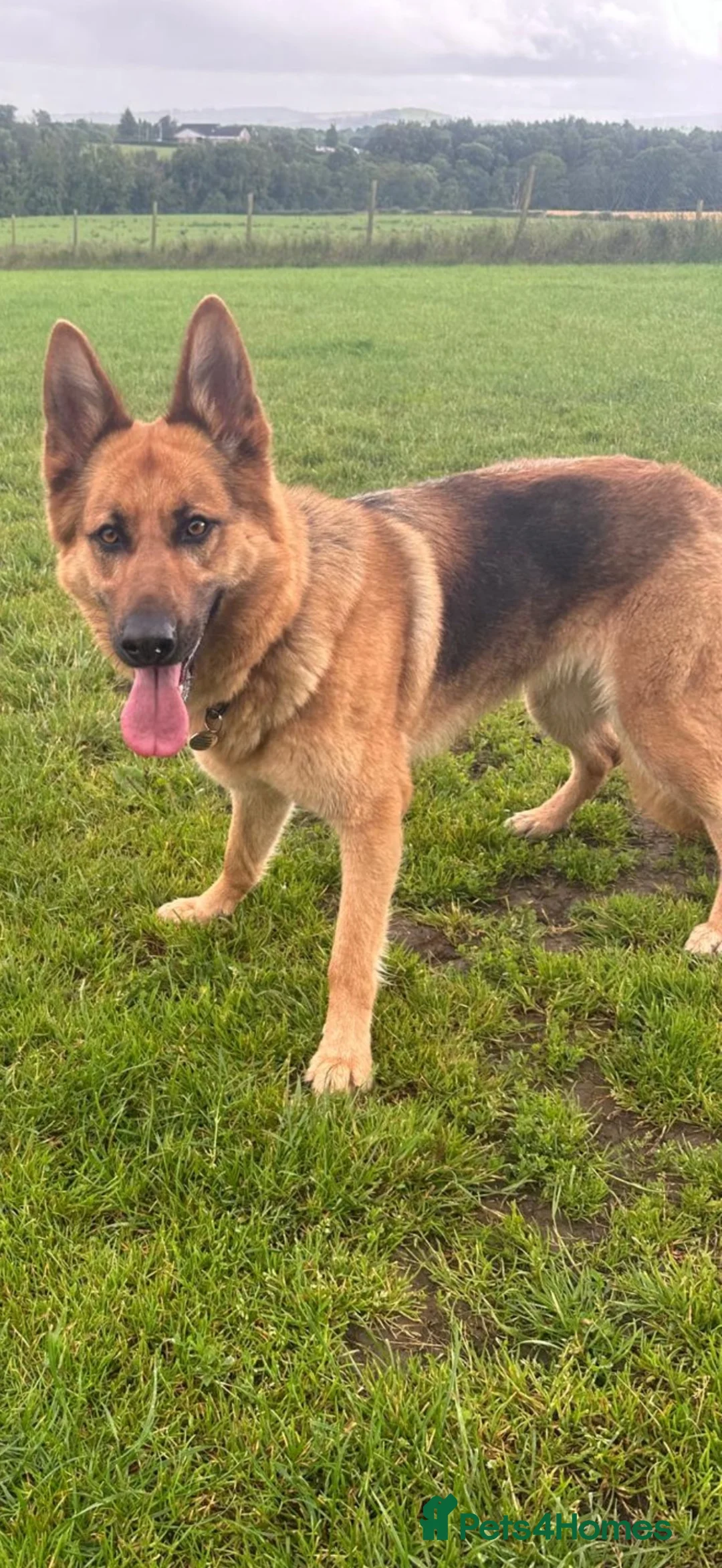 German Shepherd dogs for sale: German Sheperd Bitch  **  in Larkhall - Advert 3